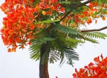 CHÙM THƠ NHÀ GIÁO:THẦY GIÁO VÀ HOA PHƯỢNG ĐỎ