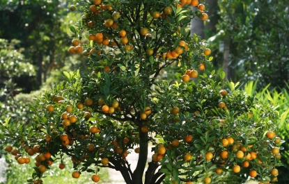 CÂY QUẤT SAU TẾT