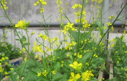 CÂY CẢI QUÊ MÌNH