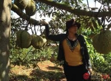 THƠ  HÀI:VỊNH TRÁI SẦU RIÊNG