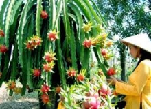 THƠ HÀI:VỊNH QUẢ THANH LONG