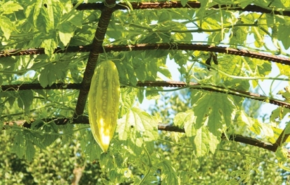 BÌNH MINH TRÊN GIÀN MƯỚP