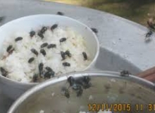 THƠ HÀI:RUỒI NHẶNG