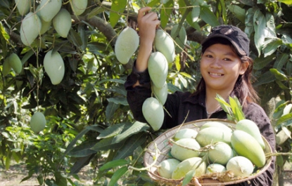 THƠ HÀI:VỊNH QUẢ XOÀI HÒA LỘC