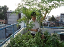 CÂY CHÙM NGÂY MÙA DỊCH