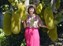 THƠ HÀI : VỊNH QUẢ MÍT