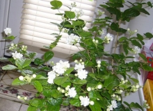 THƠ HÀI:HOA NHÀI BÊN CỬA SỔ