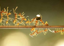 ĐÀN KIẾN ĐỒNG LÒNG