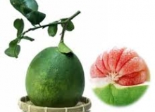 THƠ HÀI:VỊNH TRÁI BƯỞI ĐÀO