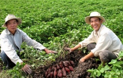 ĐỒNG KHOAI MƯA NẮNG NGỌT BÙI