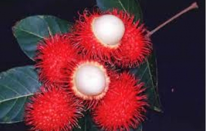 THƠ HÀI:VỊNH QUẢ CHÔM CHÔM