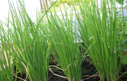 THƠ HÀI :VỊNH CÂY CỦ HÀNH