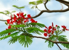 LỜI TẠM BIỆT CỦA NÀNG XUÂN