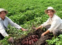 ĐỒNG KHOAI MƯA NẮNG NGỌT BÙI