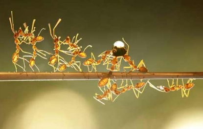 ĐÀN KIẾN ĐỒNG LÒNG