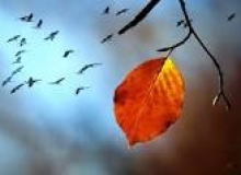 CHIẾC LÁ CUỐI CÙNG