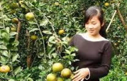 THƠ HÀI: VỊNH QUẢ CAM VINH