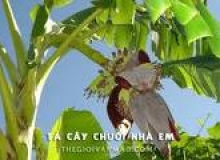 THƠ HÀI:VỊNH BUỒNG CHUỐI