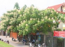 CÁI CHỜ CÁI MONG