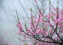 CHÙM THƠ : HOÀI NIỆM