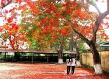 THẦY GIÁO VÀ HOA PHƯỢNG ĐỎ