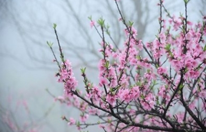 HOÀI NIỆM HOA ĐÀO